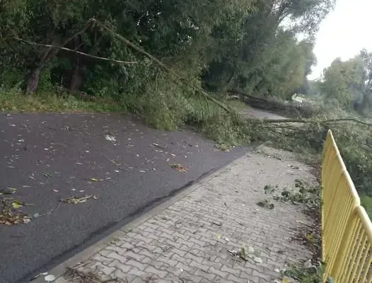 Usuwanie powalonych drzew w Malicach Kościelnych – interwencja OSP Lipnik