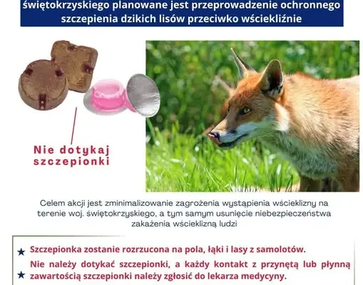 Szczepienie lisów przeciw wściekliźnie w Świętokrzyskiem – akcja zaplanowana na 17-30 września