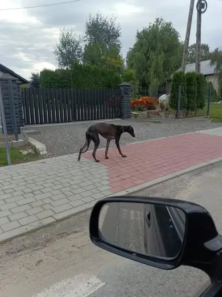 Trzy charty znalezione w Lipniku w ciągu dwóch dni – apel do właścicieli